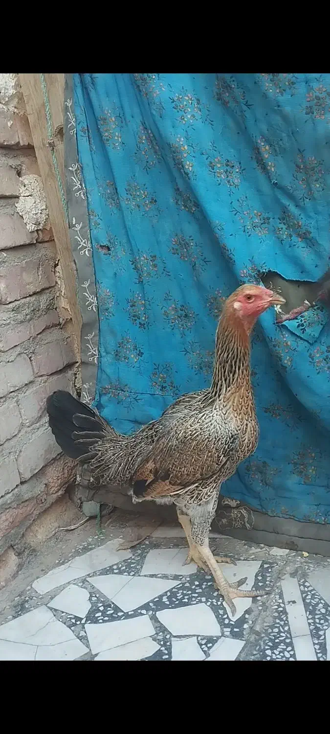 مرغ وا خروس لاری|حیوانات مزرعه|زاهدان, |دیوار