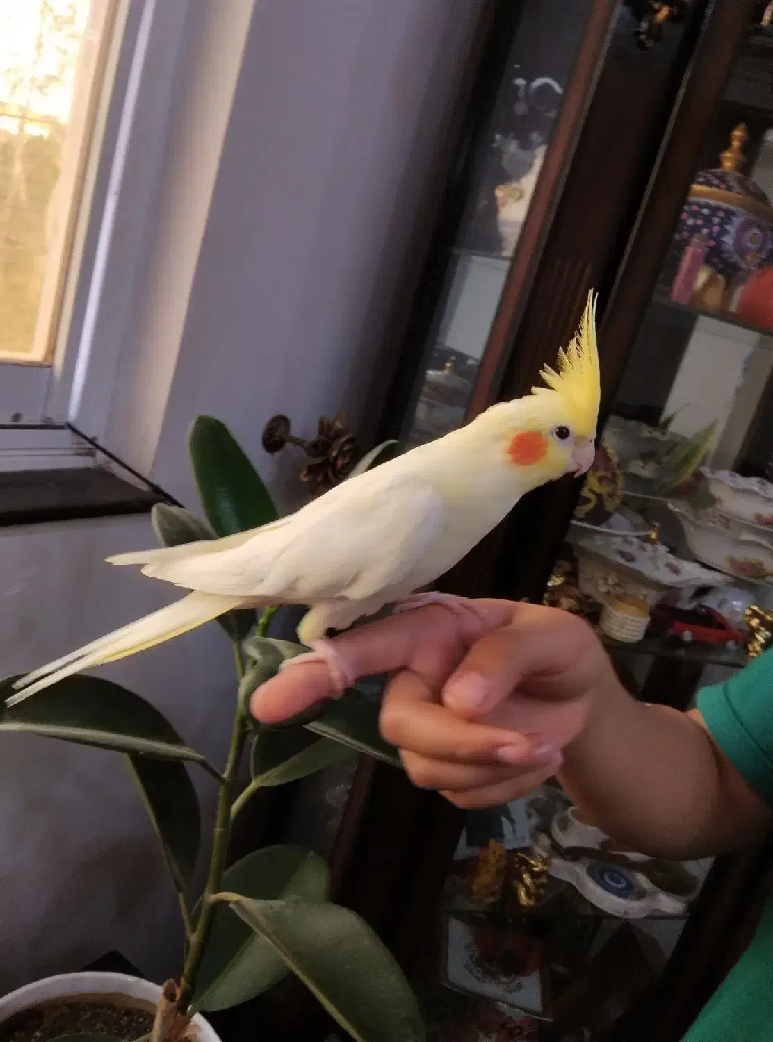 عروس هلندی لوتینو ماده|پرنده|رضوانشهر, |دیوار