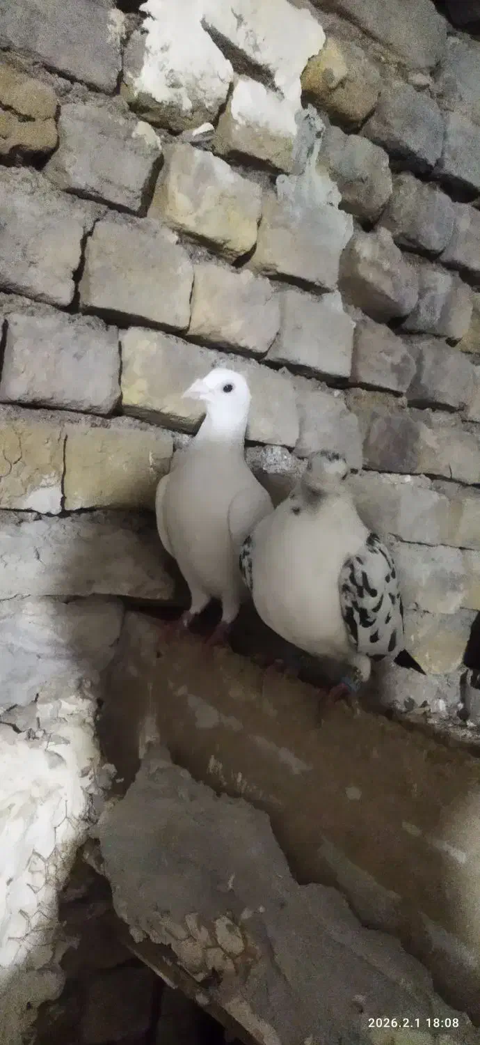 یک جفت مسافتی|حیوانات|مشهد, امیرآباد|دیوار