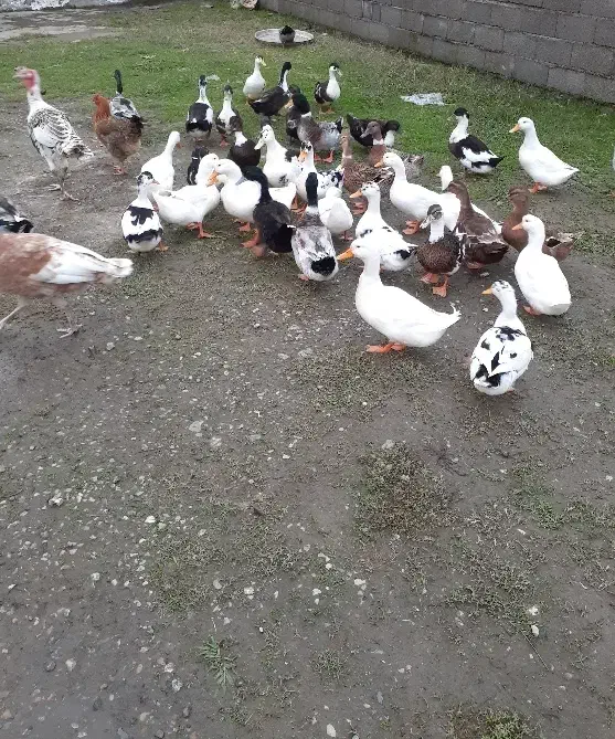 اردک گوشتی|حیوانات مزرعه|رضوانشهر, |دیوار