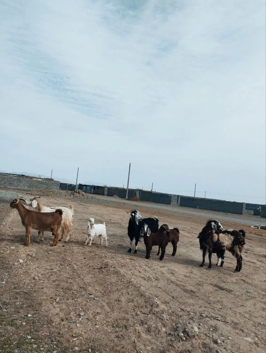 بززاییده|حیوانات مزرعه|زیرکوه, |دیوار