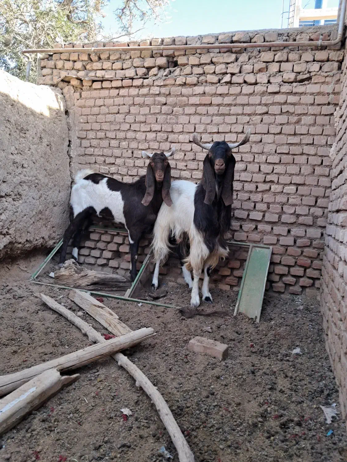 فروش دو راس تکه گلابی|حیوانات مزرعه|بردسکن, |دیوار