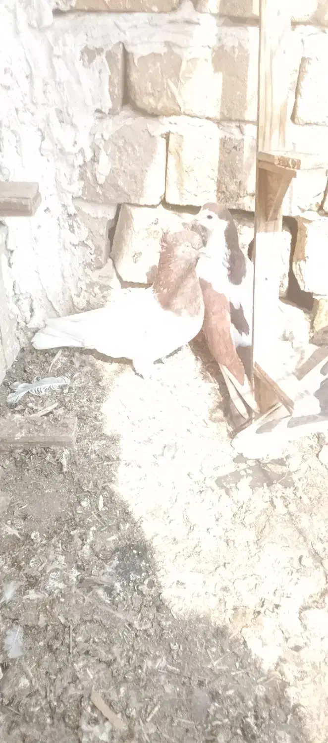 کبوتر|پرنده|چناران, |دیوار