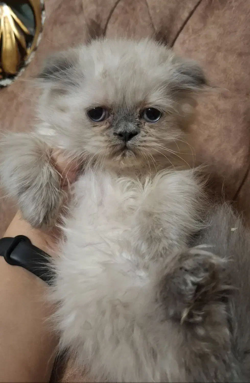 اسکاتیش پرشین بلو پوینت چشم ابی نر|گربه|تبریز, |دیوار