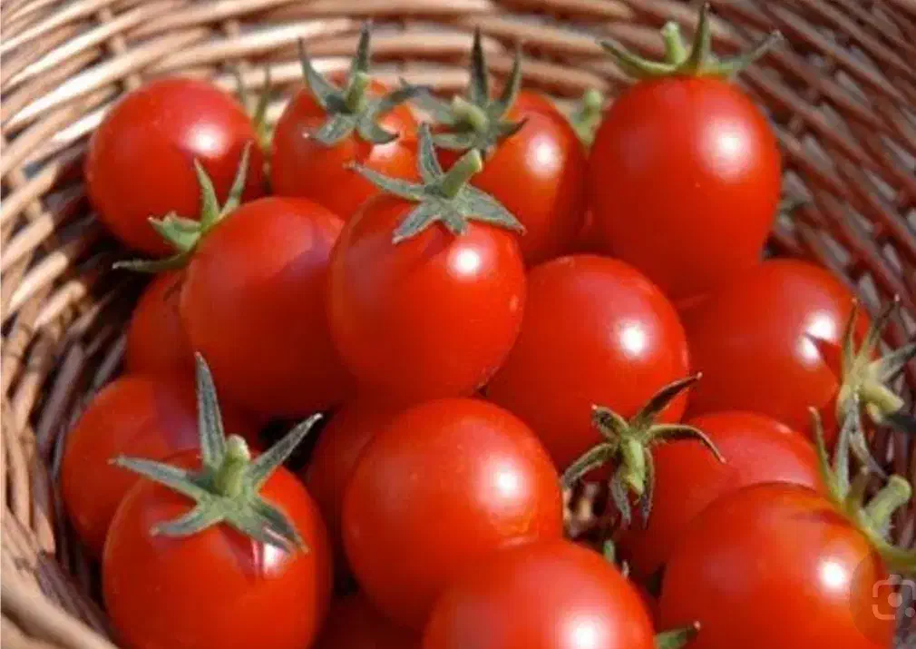 بذر گوجه|گل و گیاه طبیعی|دشت ذهاب, |دیوار