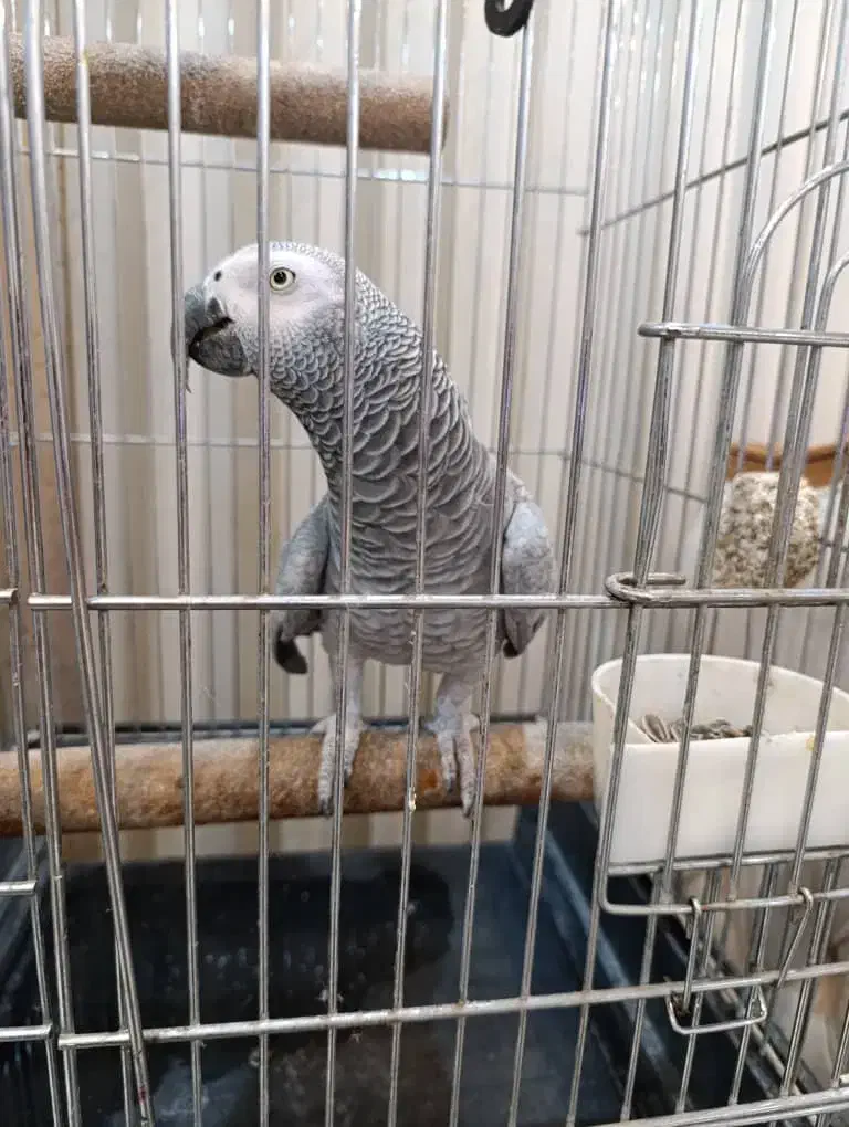 کاسکو رام دستی باهوش پرکلام|پرنده|تهران, اسکندری|دیوار