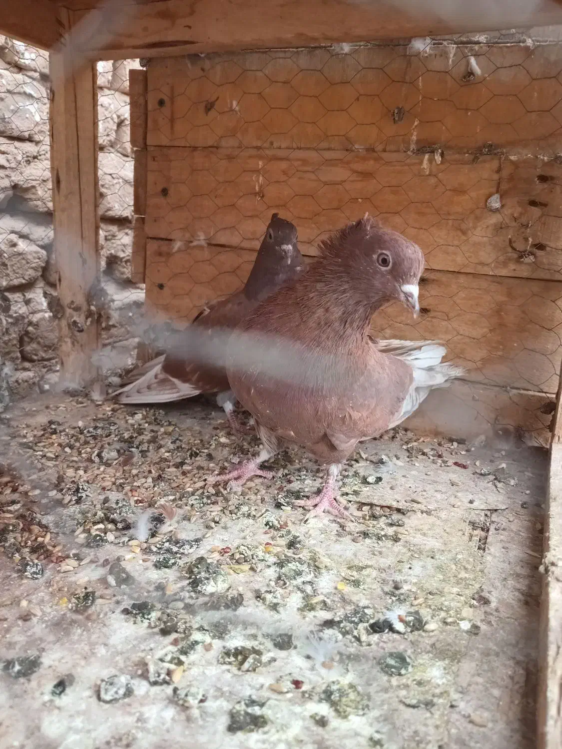 کفتر پرشی میخای بیا|پرنده|کاشان, طاهرآباد|دیوار