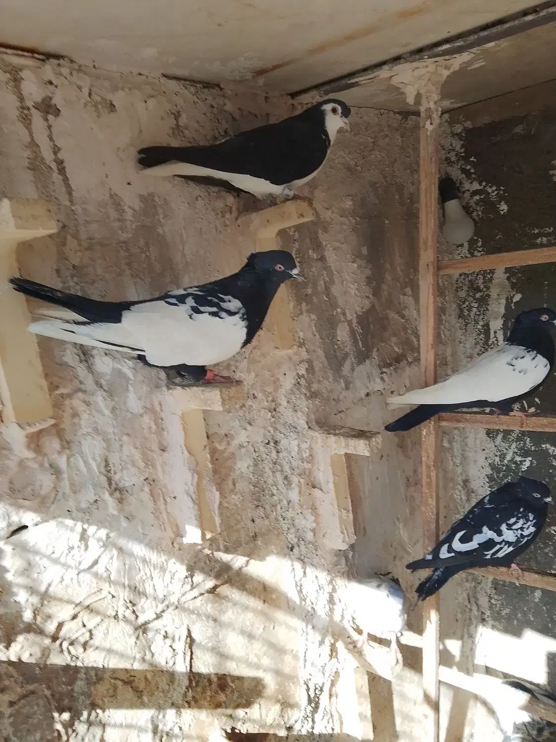 کفتر رنگی|پرنده|مشهد, کشف|دیوار