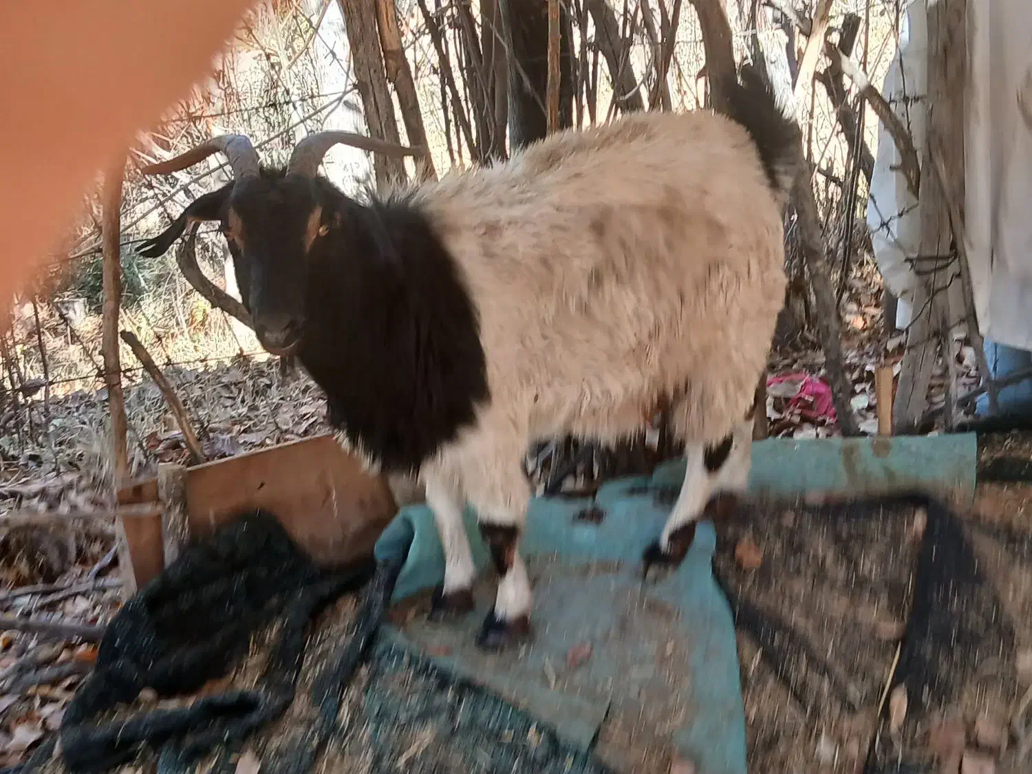 ۳عدد توشتیر تمام بتنی پروار|حیوانات مزرعه|ملکشاهی, |دیوار