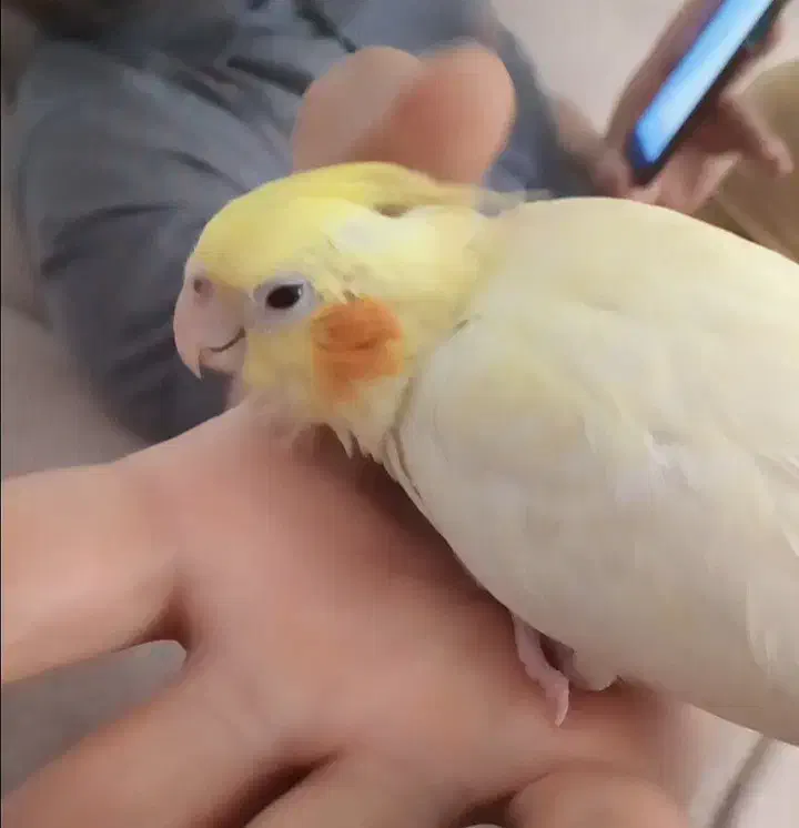 عروس هلندی لوتینو گمشده|پرنده|قروه, |دیوار