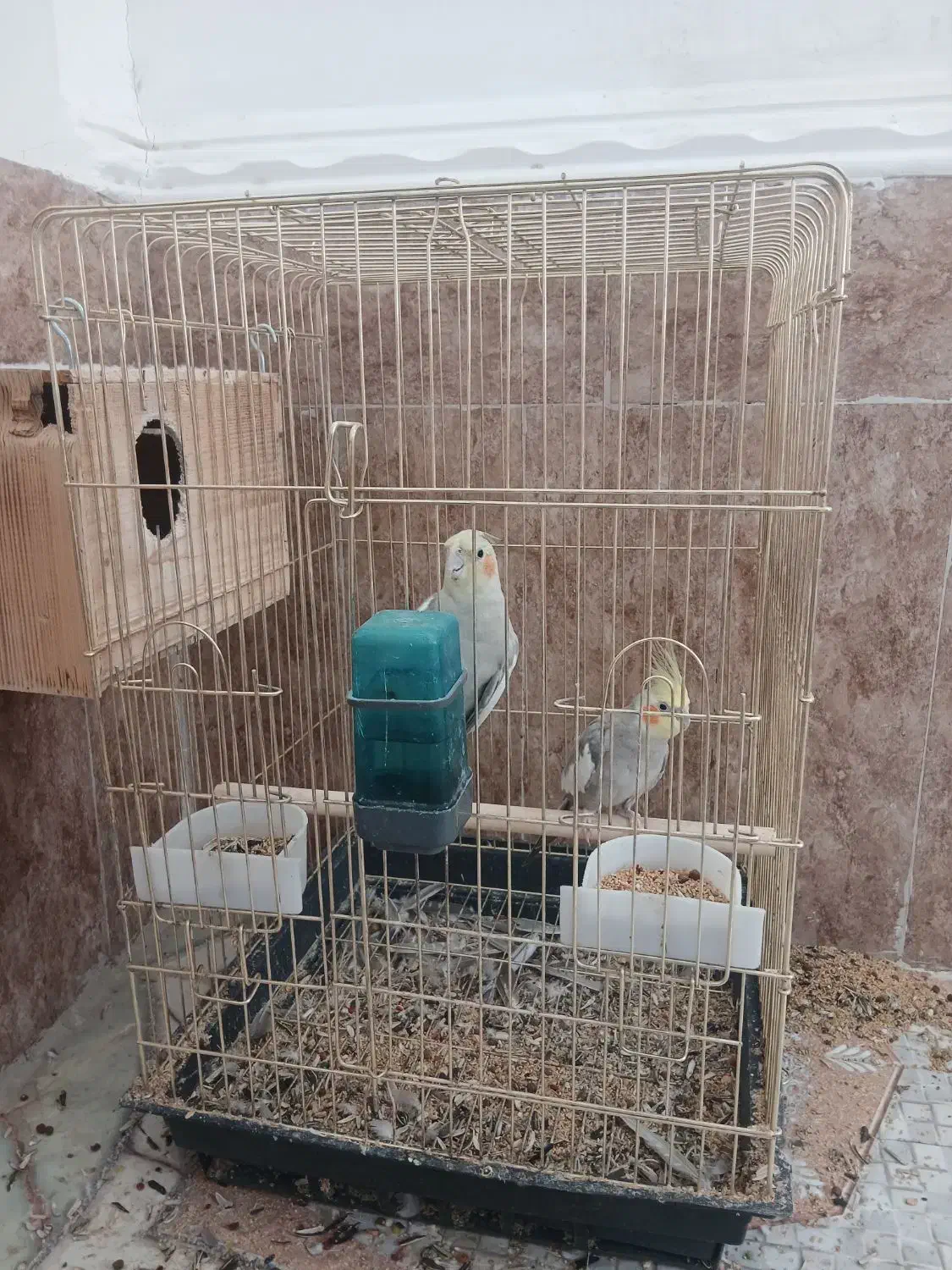 عروس هلندی نرماده|پرنده|چابهار, |دیوار