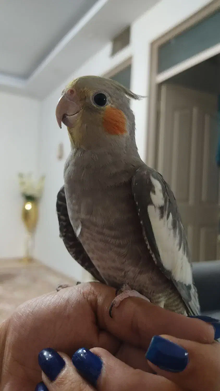 عروس هلندی نر|پرنده|تهران, سعیدآباد|دیوار