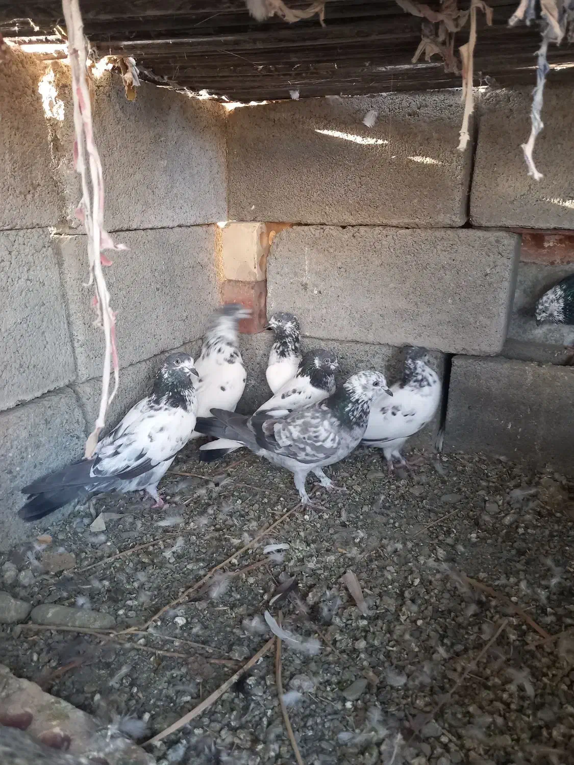 کفتر و مرغ کهنوج|پرنده|کهنوج, |دیوار