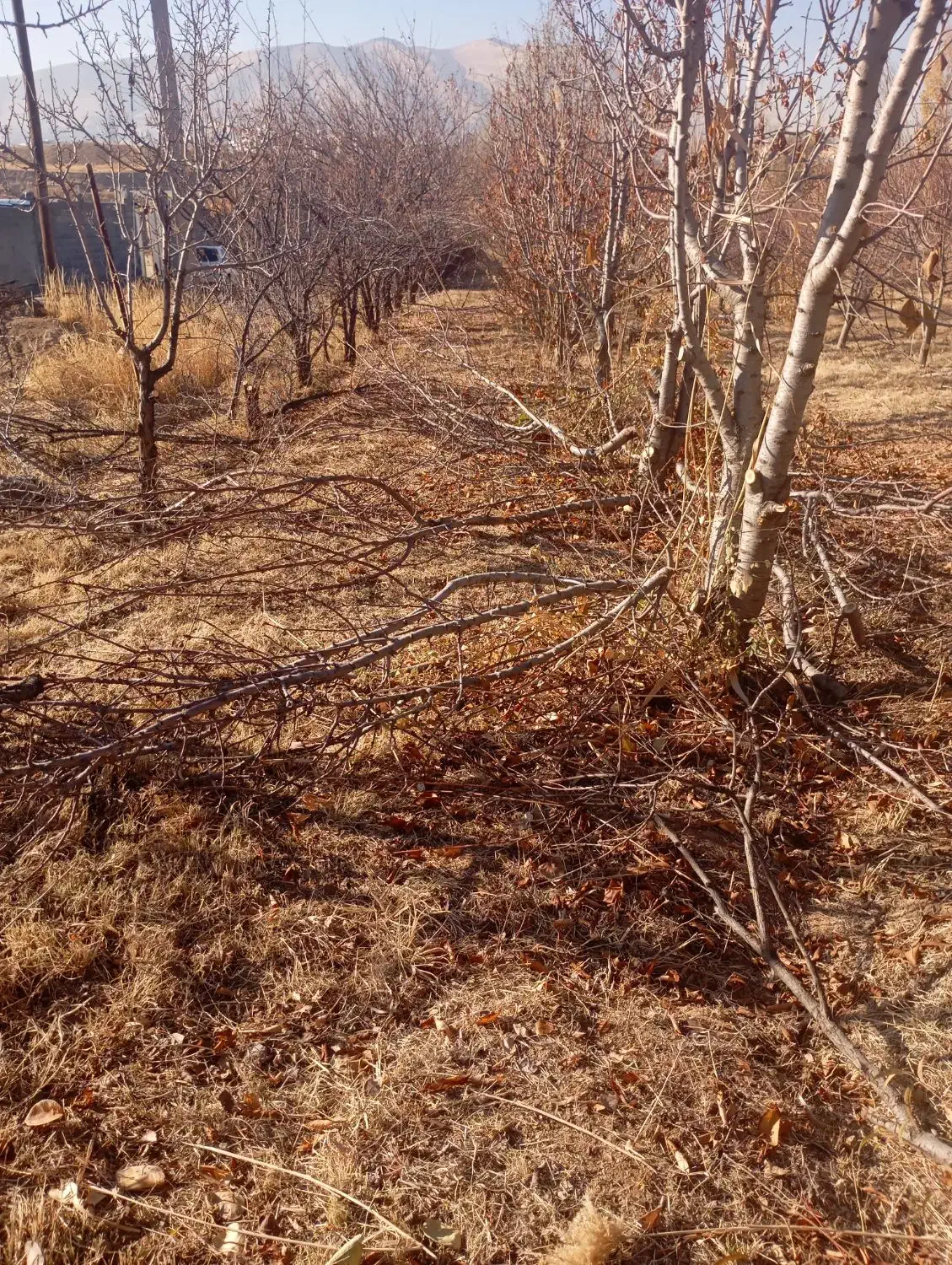 خدمات کشاورزی  با انصاف تیلر سم پاش هرس چال کود|خدمات باغبانی و درختکاری|سنندج, |دیوار