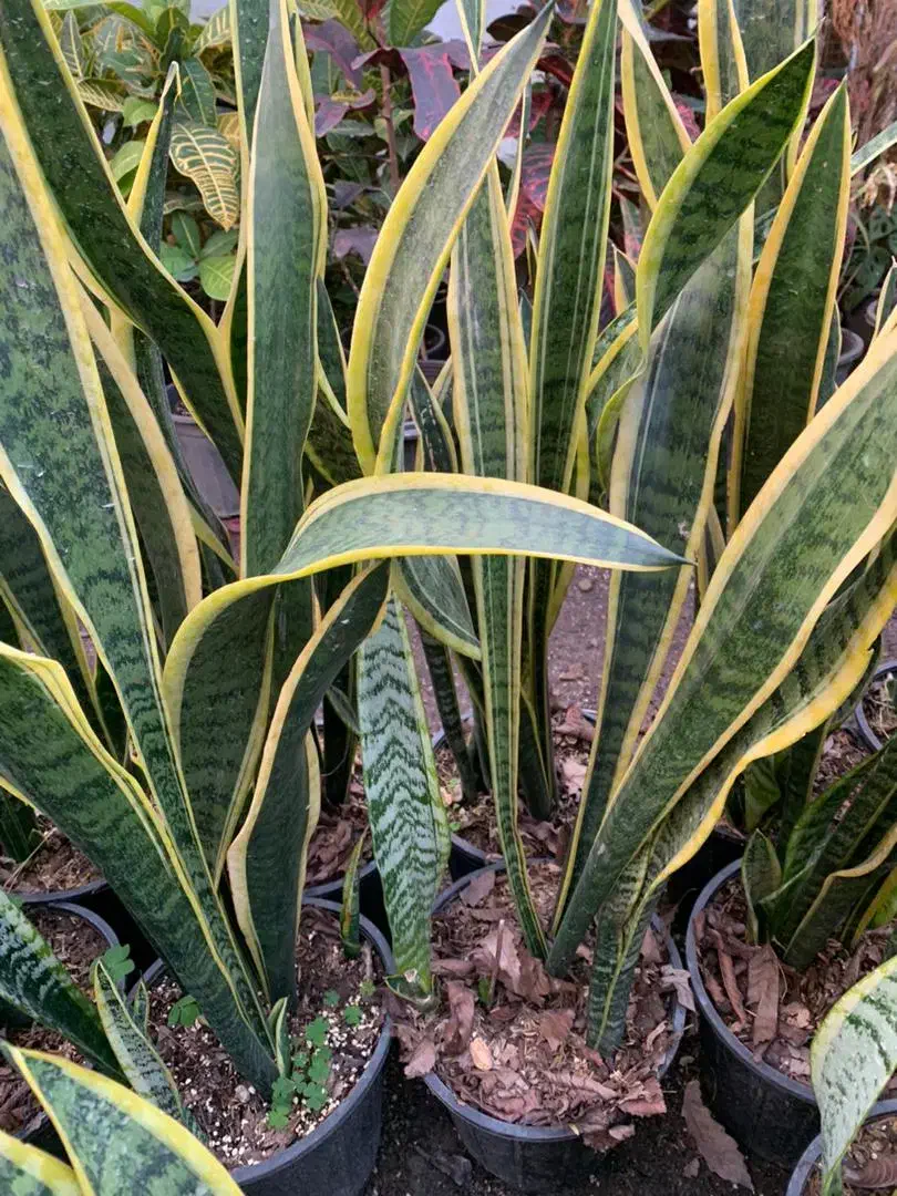 فروش ویژه گل به قیمت عمده|گل و گیاه طبیعی|سبزوار, امیر کبیر|دیوار