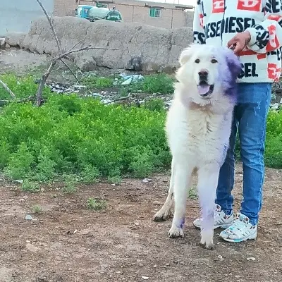 سگ سرابی|سگ|سراب, |دیوار