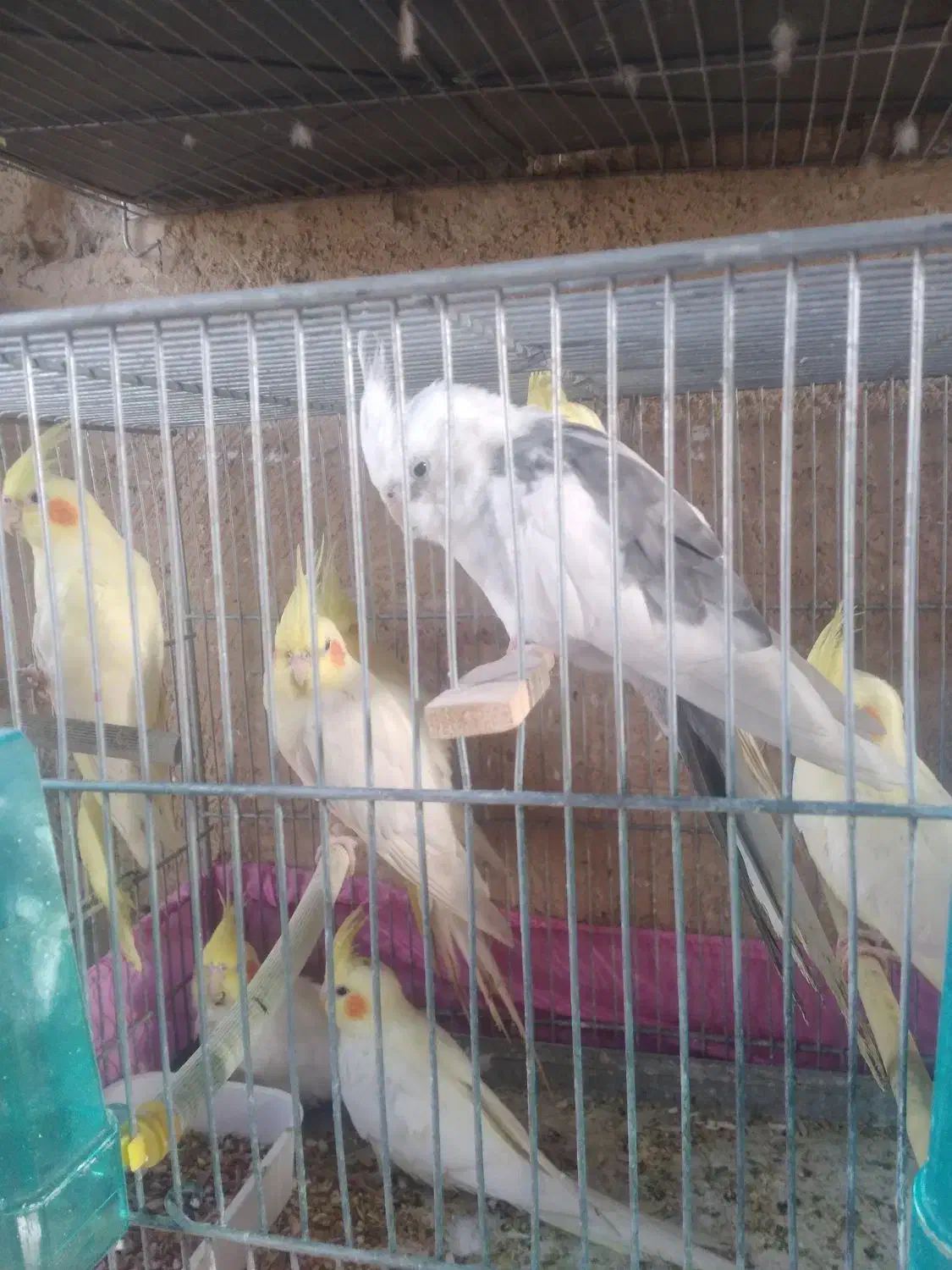 عروس لوتینو|پرنده|شیراز, کوشک میدان|دیوار