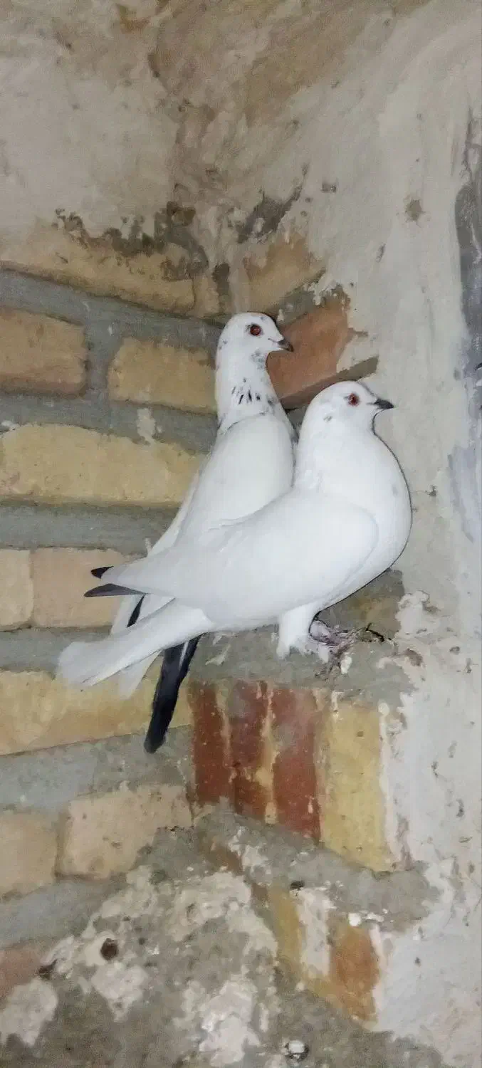 کبوتر تهرانی|پرنده|اهر, |دیوار