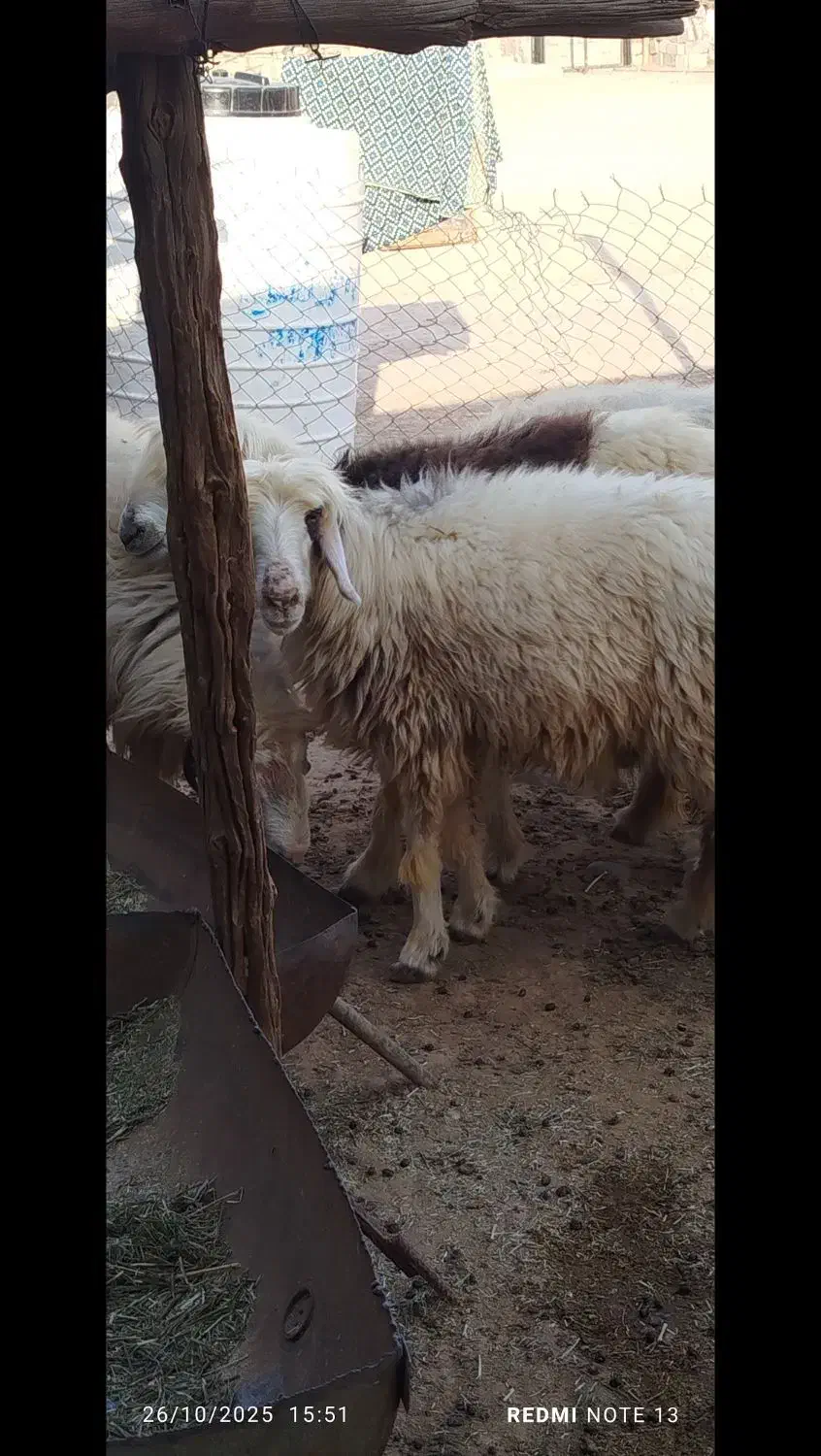 فروش سه عددمیش جوان|حیوانات مزرعه|لنده, |دیوار