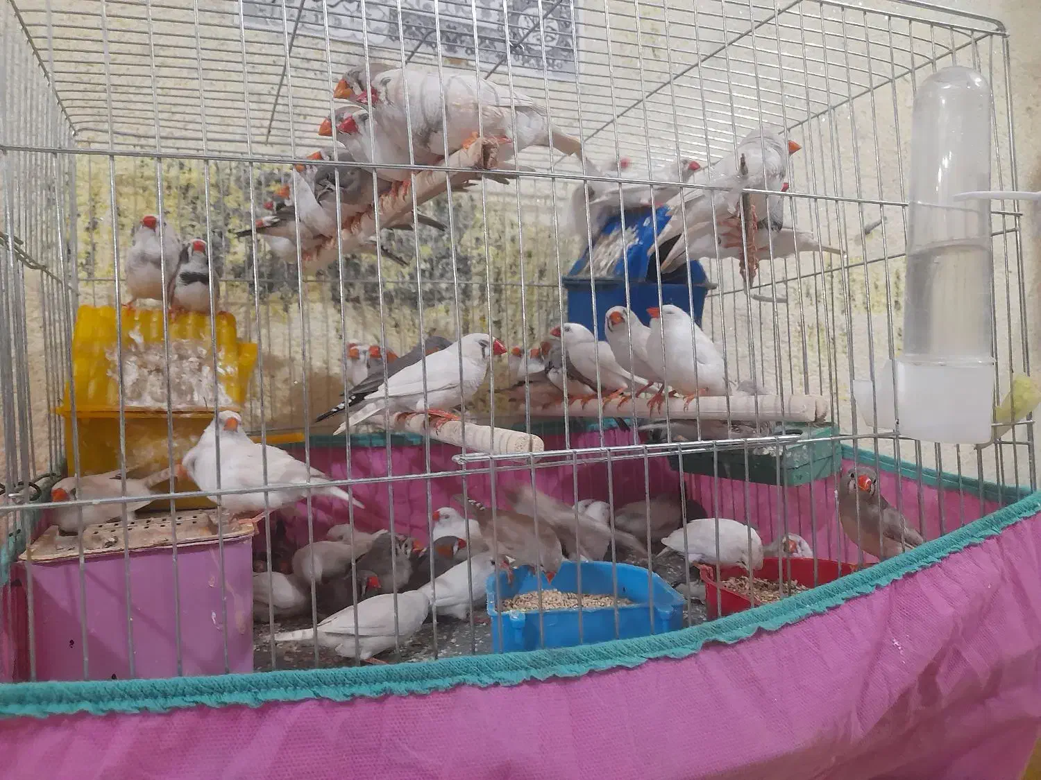 فنج .مرغ عشق|پرنده|میناب, |دیوار