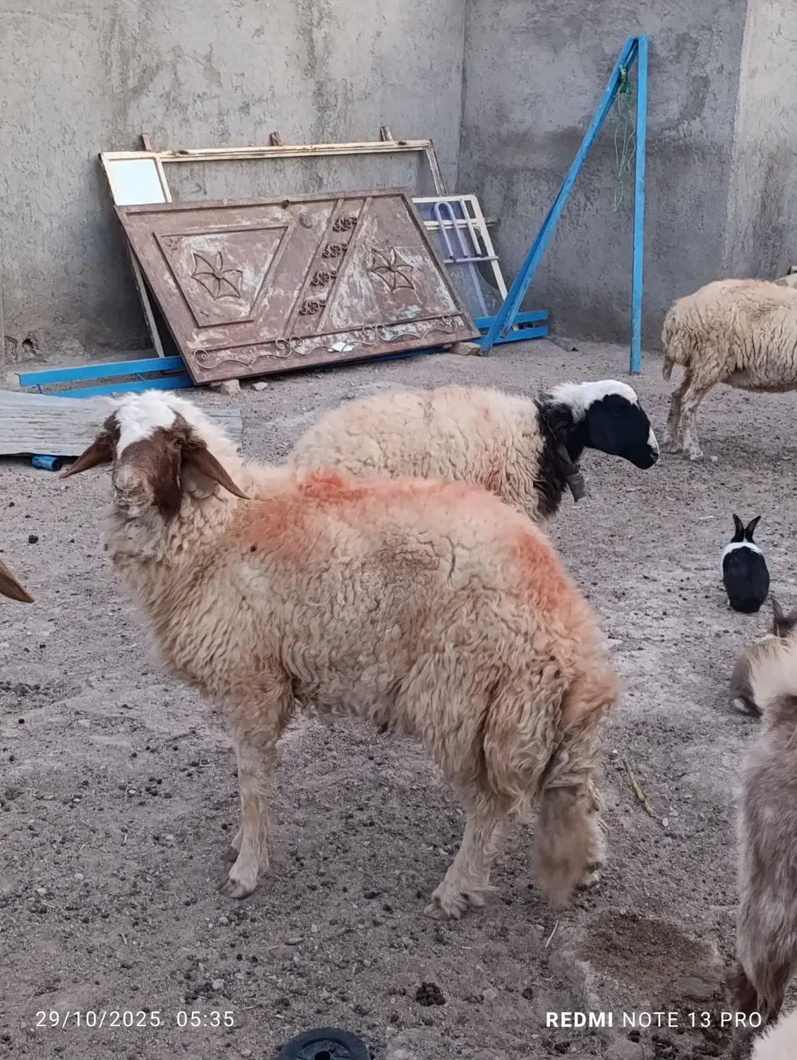 بره قوچی دودندان سنجابی اصل|حیوانات مزرعه|قائن, |دیوار