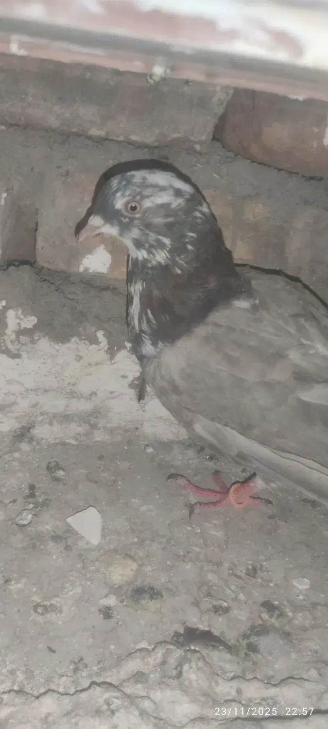 مامله میکنم|پرنده|ایرانشهر, |دیوار