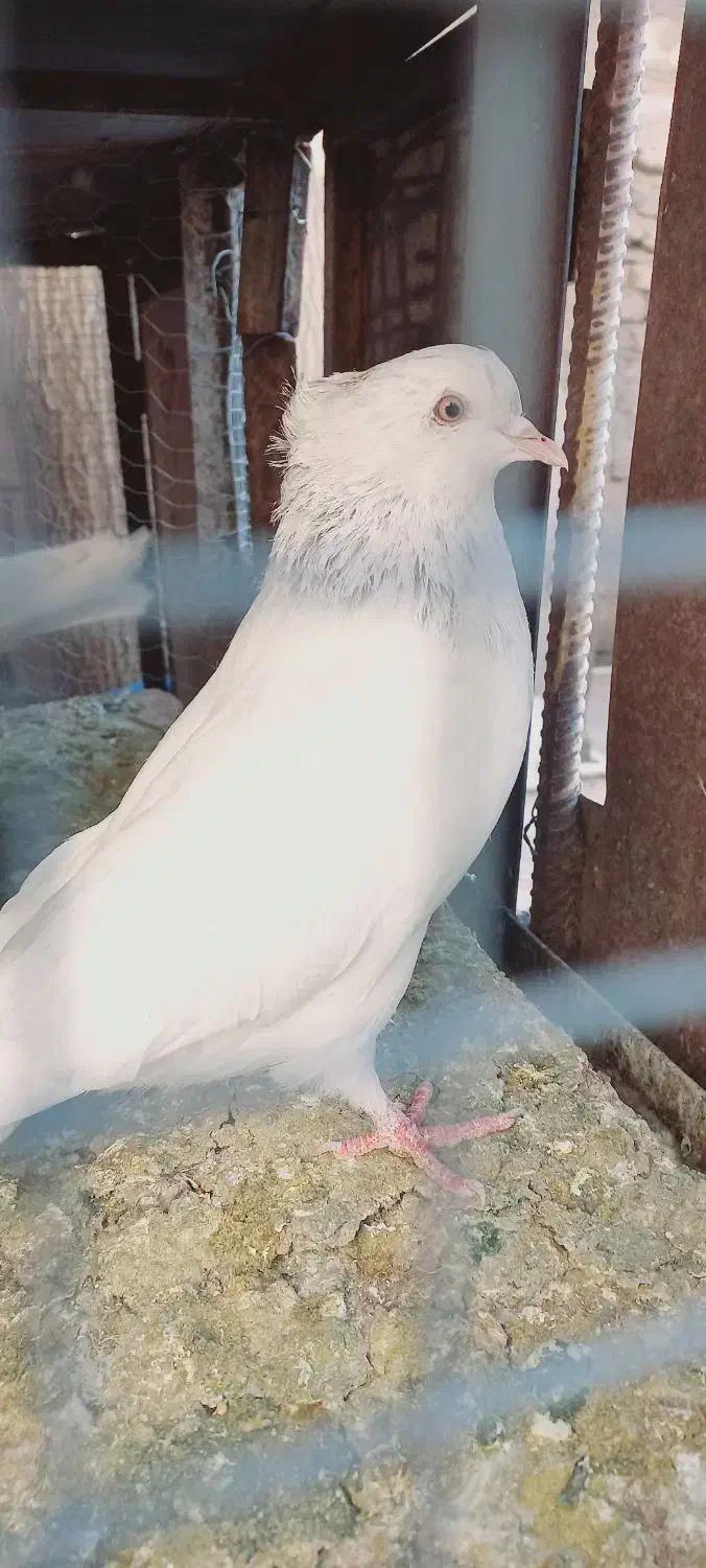 کله ای|پرنده|بم, |دیوار