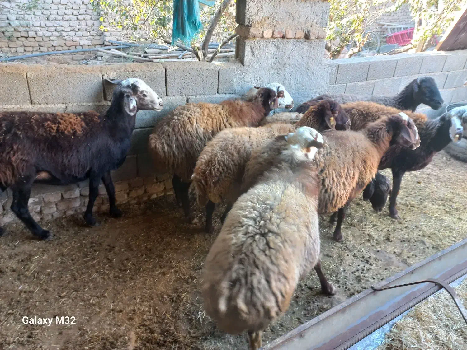 گوسفند و میش آبستن جوان فشندی|حیوانات مزرعه|رامجین, |دیوار