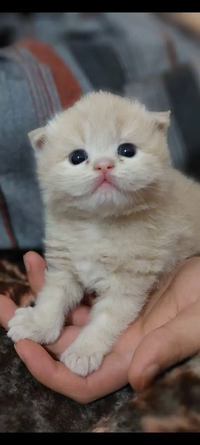 گربه پرشین|گربه|صدرا-فارس, فاز ۱|دیوار