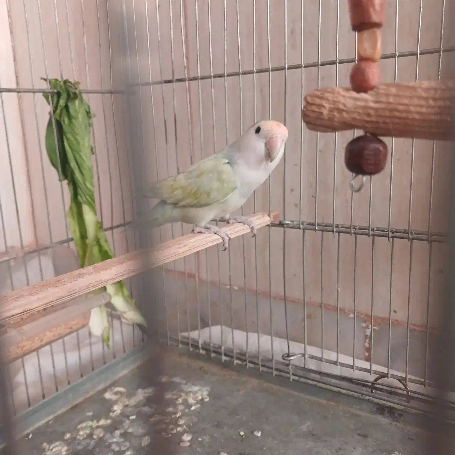 طوطی برزیلی ماده|پرنده|کرمانشاه, |دیوار