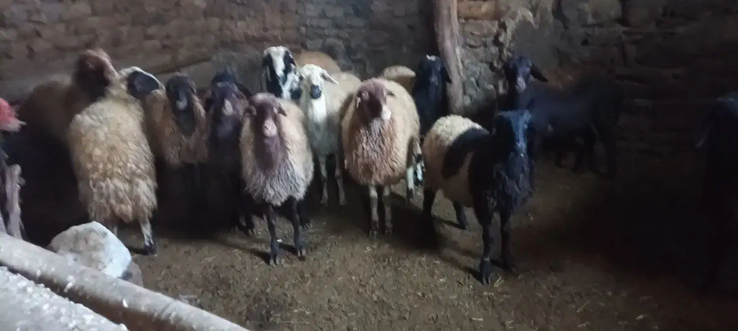 گوسفند|حیوانات مزرعه|مریوان, |دیوار