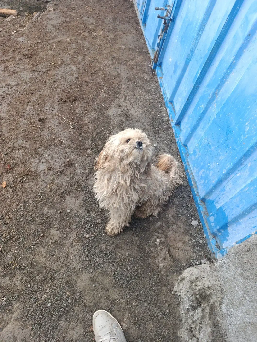 یک سگ پاکوتاه نر و سه تا عروس هلندی یکیش نر|سگ|خوی, |دیوار