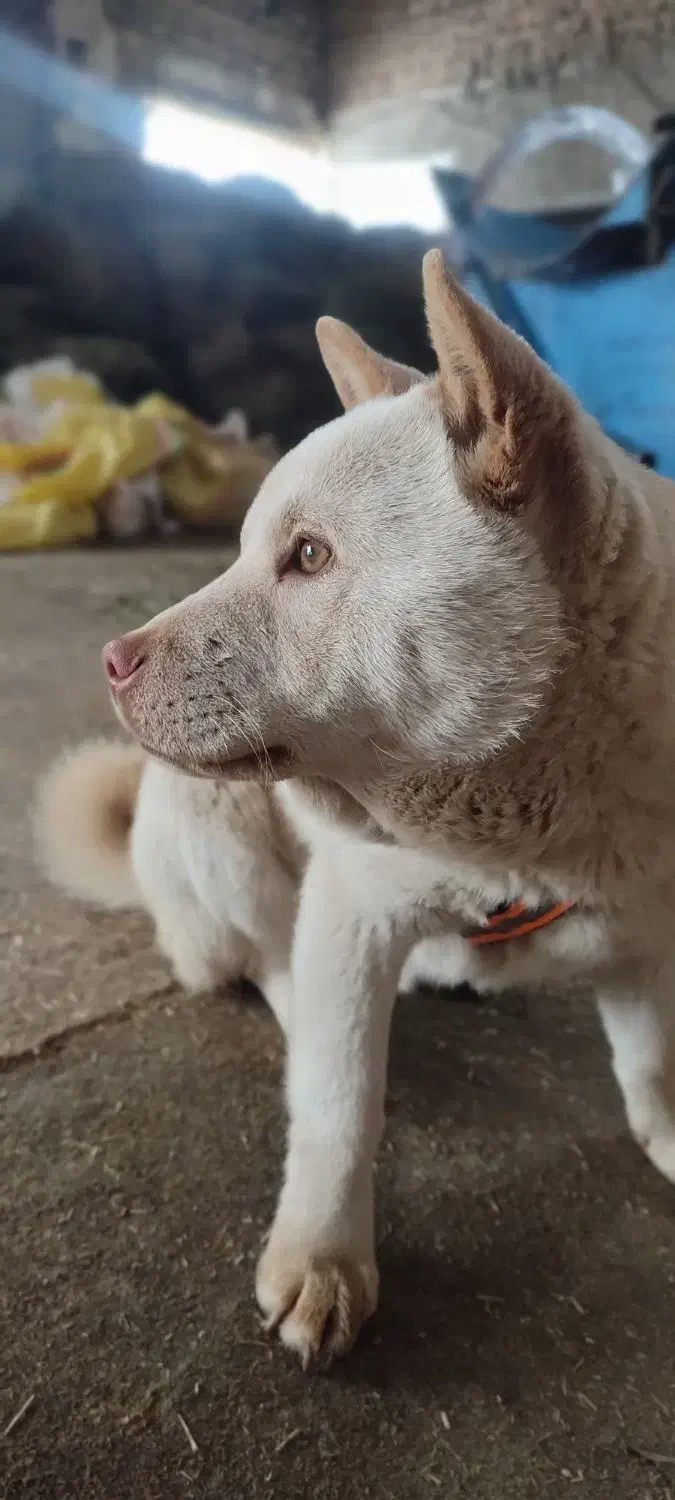 گمشده|حیوانات|ارومیه, |دیوار