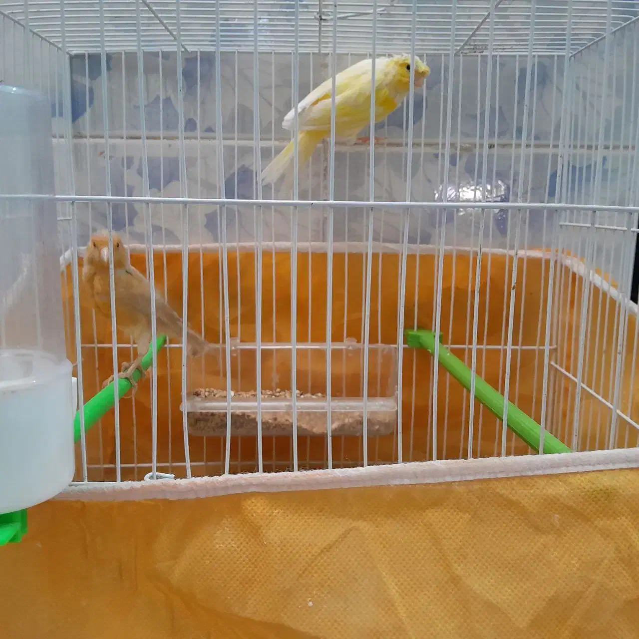 جفت قناری|پرنده|خواف, |دیوار