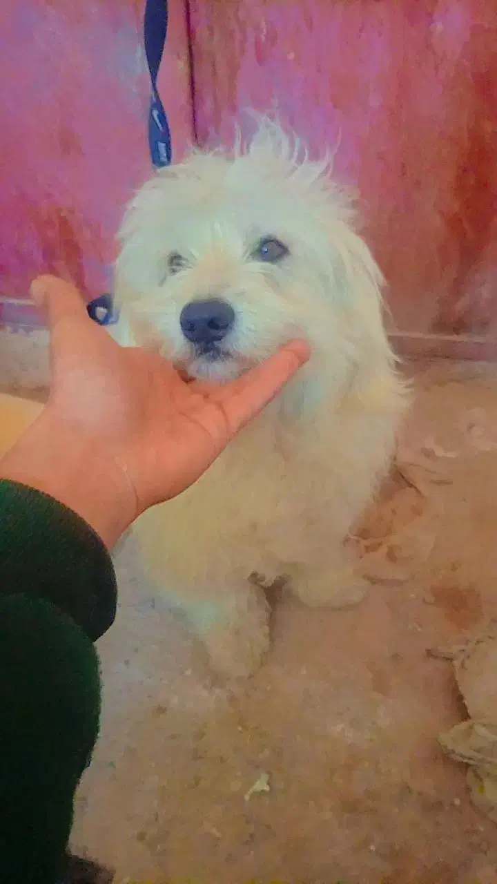 سگ پاکوتاه|سگ|بیرجند, |دیوار