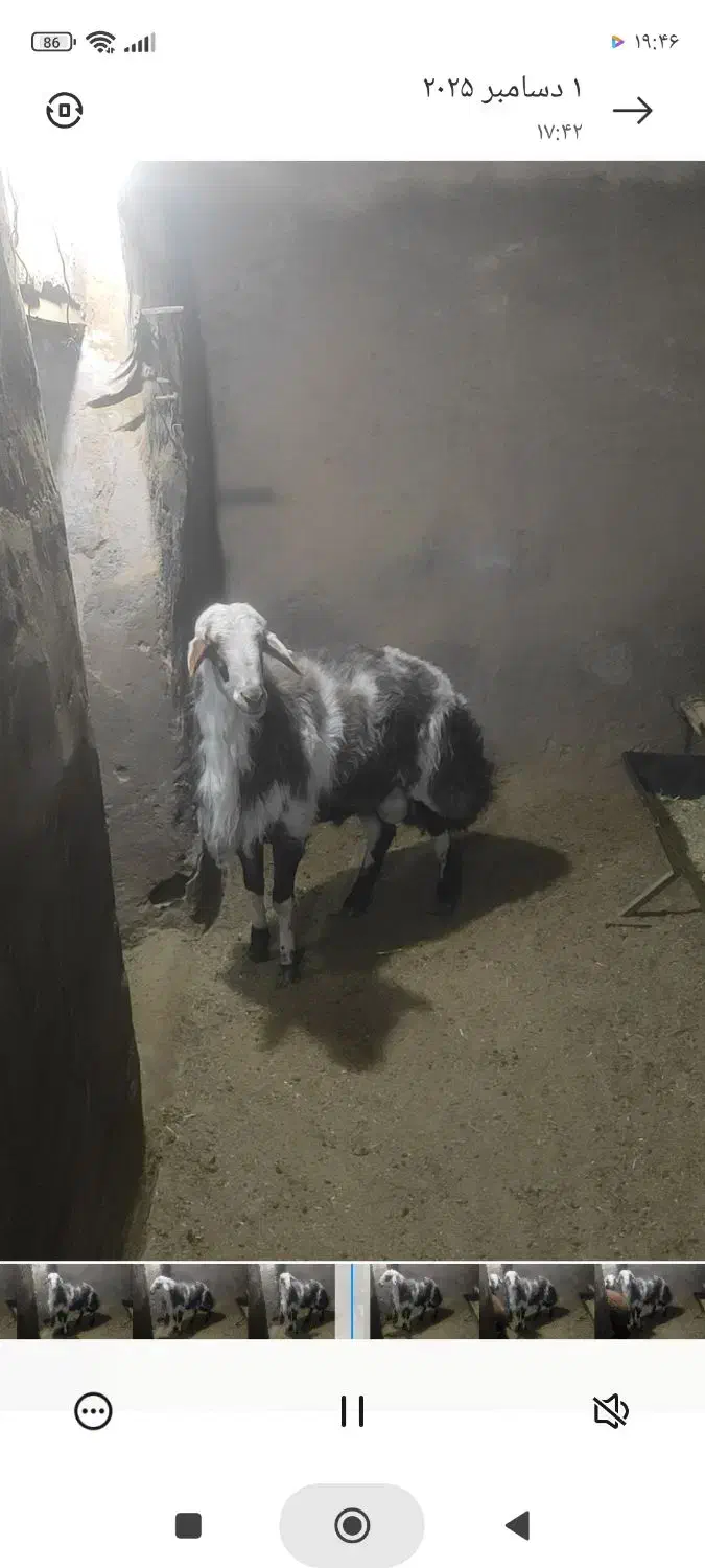 بره قوچ‌پلنگی|حیوانات مزرعه|کوهپایه, |دیوار