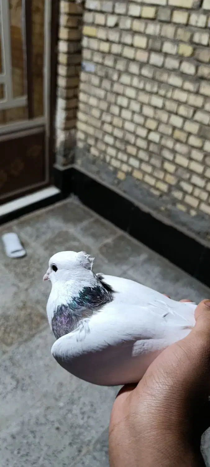 طوقی|پرنده|اهواز, کوی سعدی|دیوار