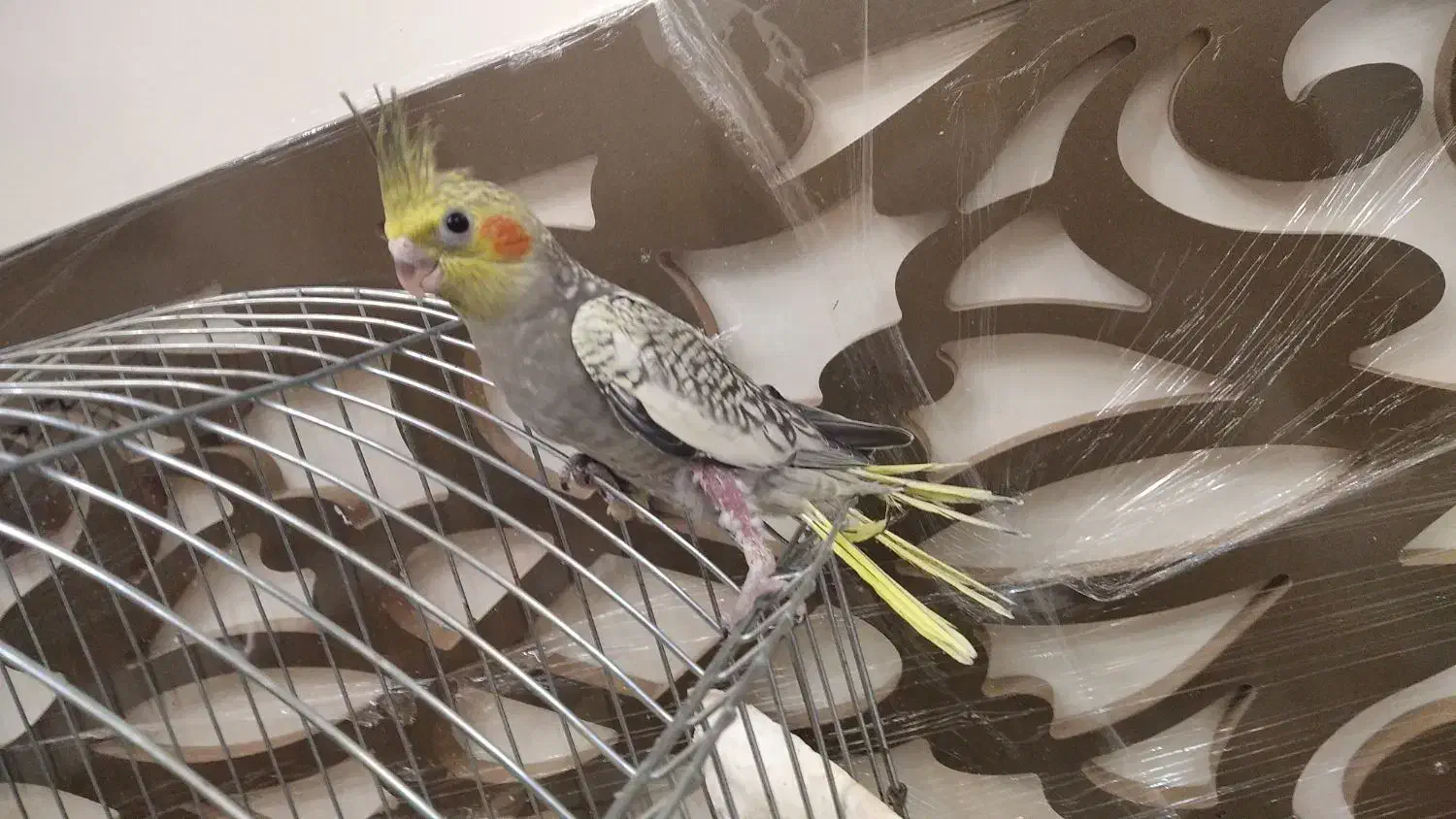 جوجه عروس هلندی مناسب برای اهلی کردن|پرنده|بناب, |دیوار