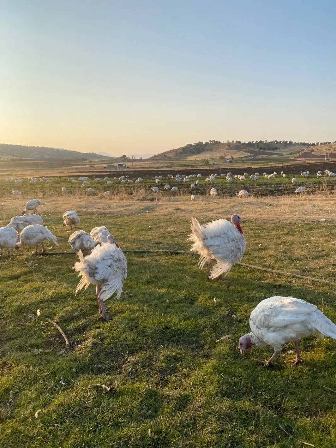 بوقلمون|حیوانات مزرعه|بانه, |دیوار