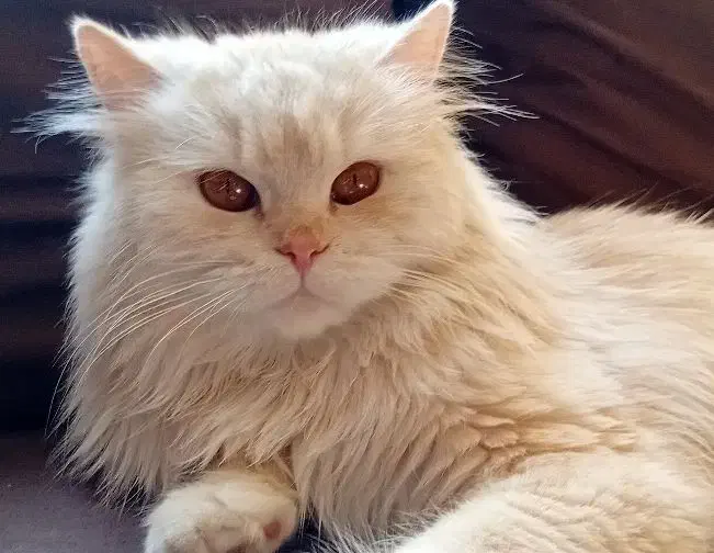 گربه پرشین|گربه|تهران, لویزان|دیوار