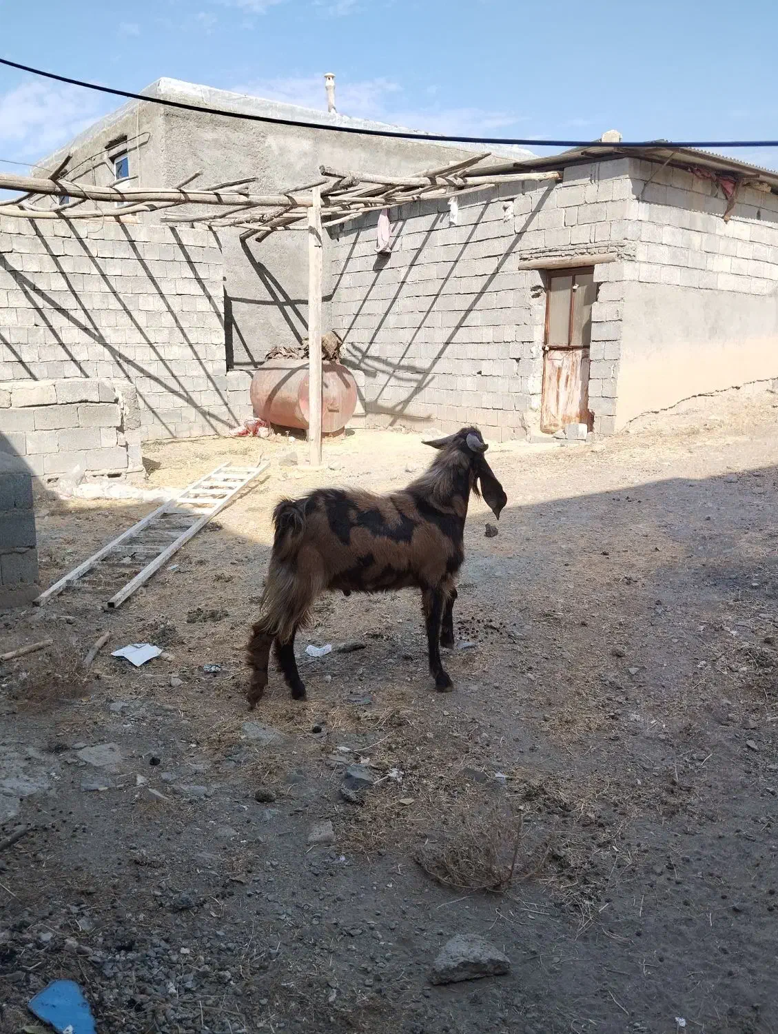 بزنر پاکستانی اصل|حیوانات مزرعه|سنندج, |دیوار