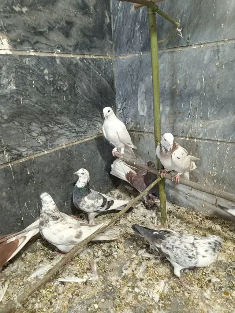 کفتر گرفتنی|پرنده|قم, آزادگان|دیوار