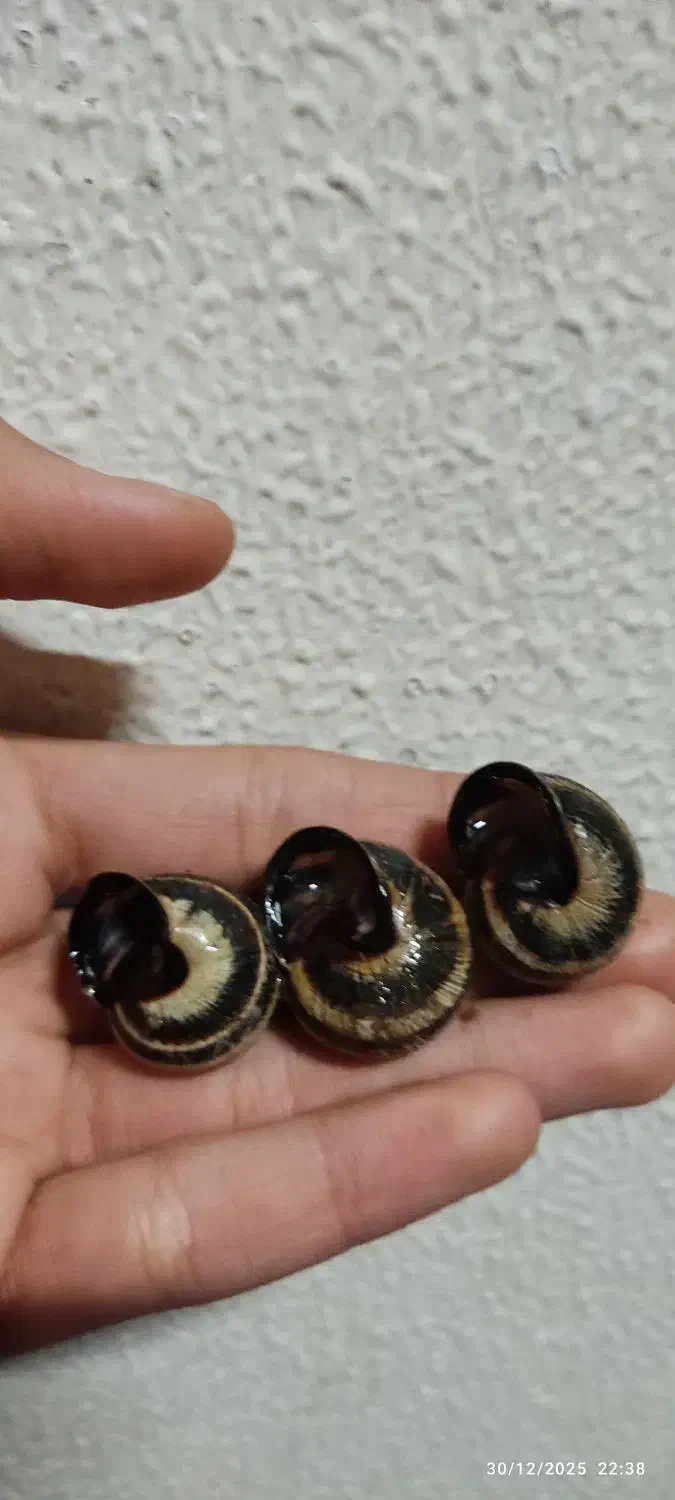 حلزون|خزنده|شاهین‌شهر, شهرک گلدیس|دیوار