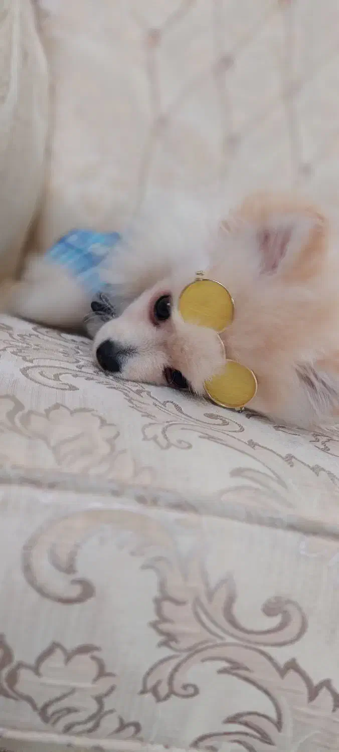 معاوضه سگ پامرین فقط با گربه|سگ|لاهیجان, قیام|دیوار