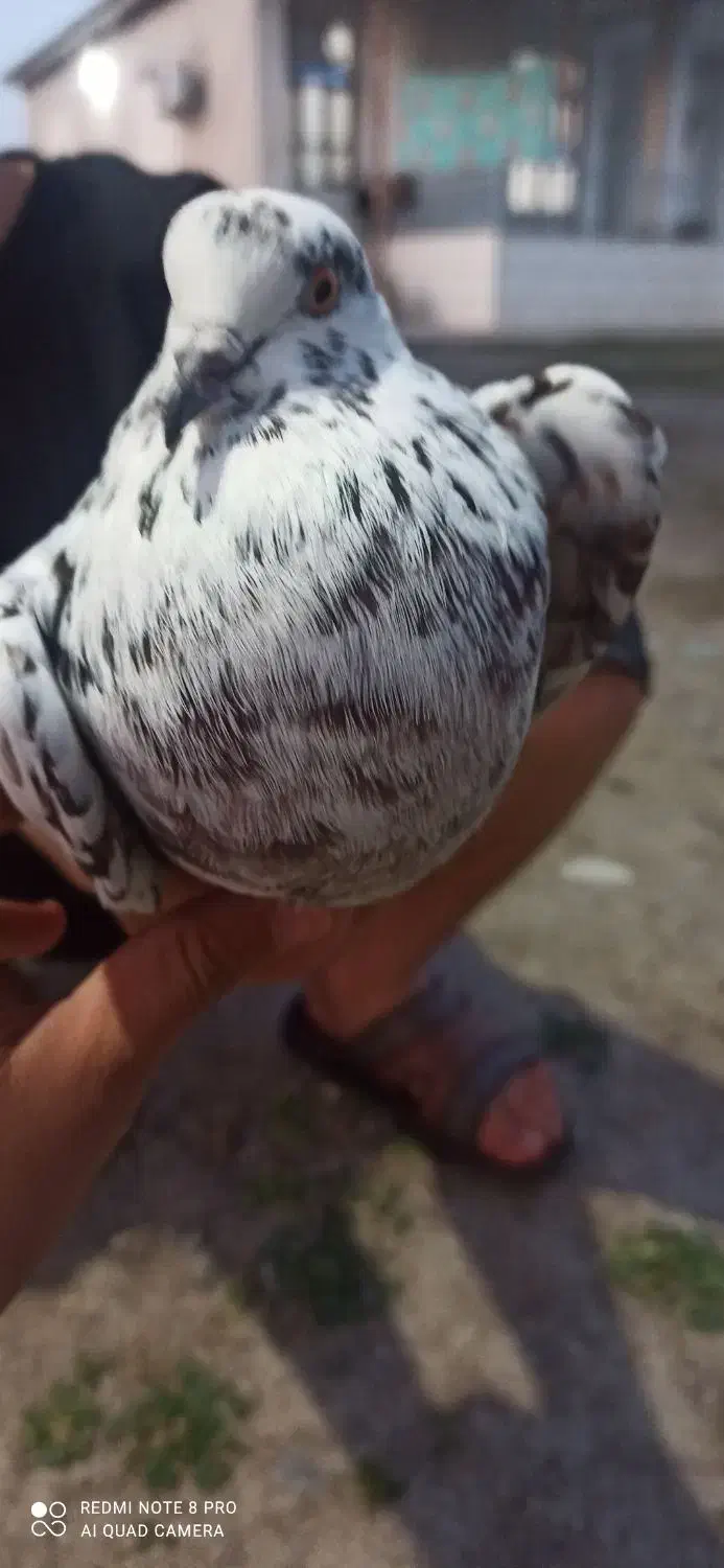 کبوتر|پرنده|آق قلا, |دیوار