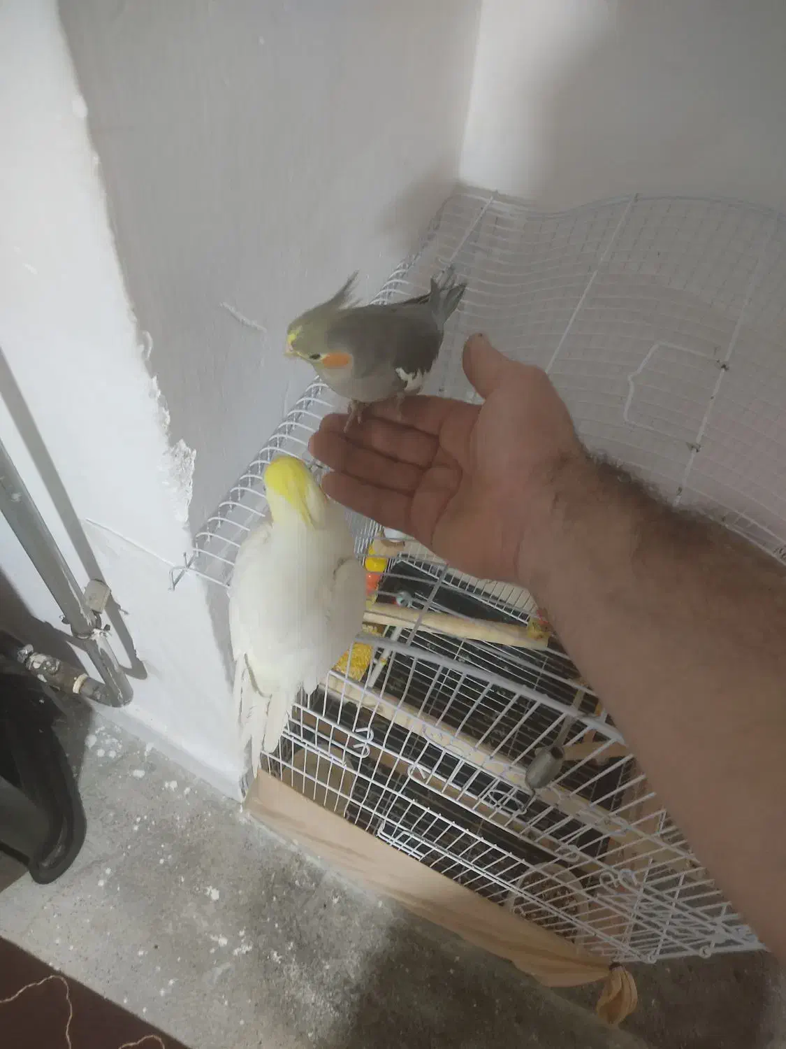 جفت عروس هلندی مولد|پرنده|بانه, |دیوار