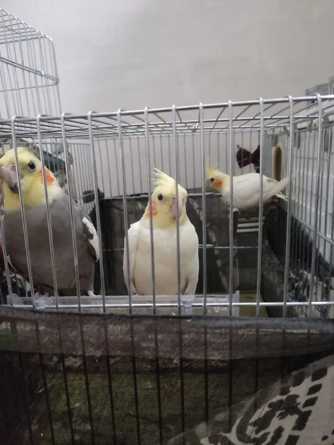 جفت‌عروس‌هلندی|پرنده|خرم‌آباد, |دیوار