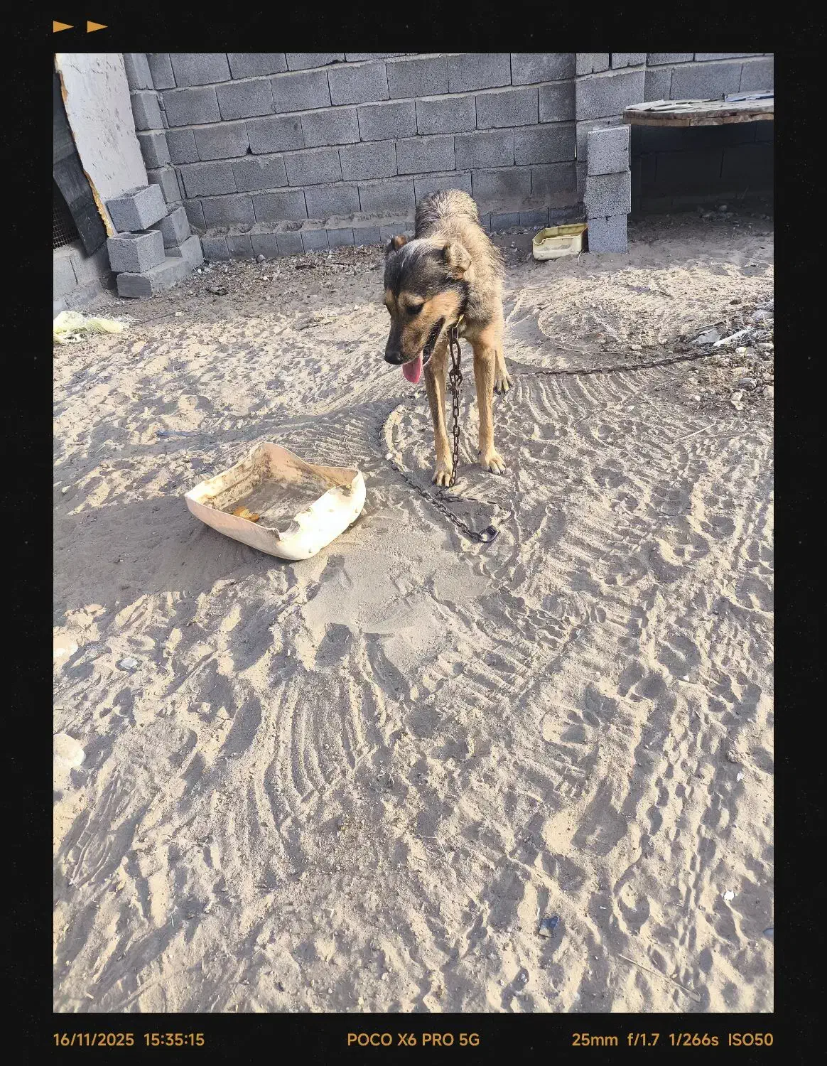 سگ پتان|سگ|بندرعباس, |دیوار