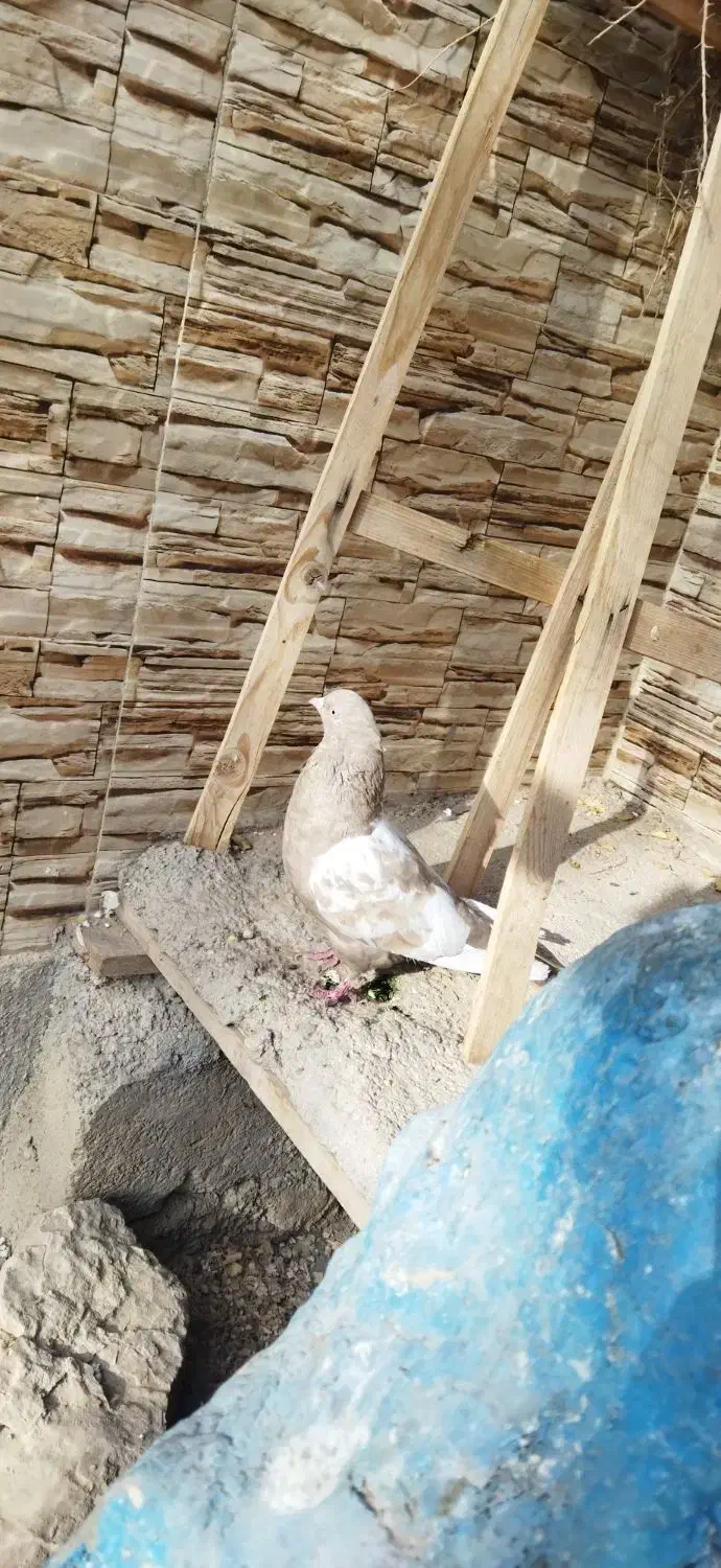 پرنده|پرنده|داراب, |دیوار