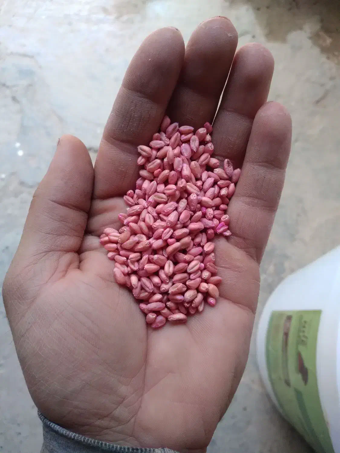 گندم آبی بذری|خدمات باغبانی و درختکاری|سجاس رود, |دیوار